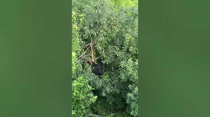 Bear in the Back Yard