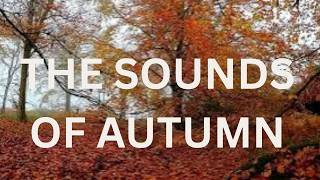 What does an English forest sound like in Autumn -  wow, what vivid colours screenshot 3