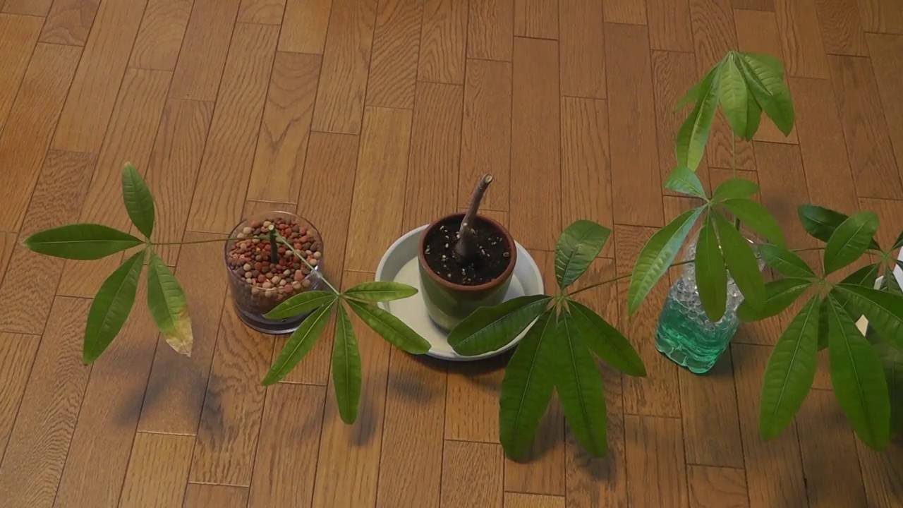 パキラの室内での育て方 剪定のやり方次第で大きく丈夫に 植物大好きガーデニング部