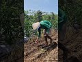 Smart ideas for planting peanut seeds easily and quickly-Agriculture farming #shorts