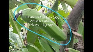 Buah pisang langka Satu sisir hanya 1 biji pisang saja