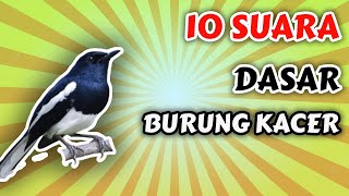 Kacer Poci Anda Pasti Langsung Emosi Jika Dengar Suara Kacer Ini