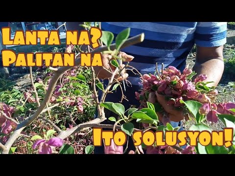 Video: Buttercup Anemone (41 Mga Larawan): Paglalarawan Ng Isang Halaman Ng Pamilya Buttercup. Paano Nagpaparami Ng Anemone?