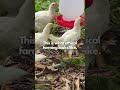 This is what ethical farming looks like - Let's support it! 🧡