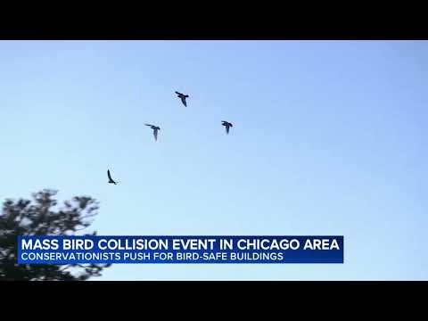 More than 1,000 birds hurt or killed in building collisions in Chicago this weekend