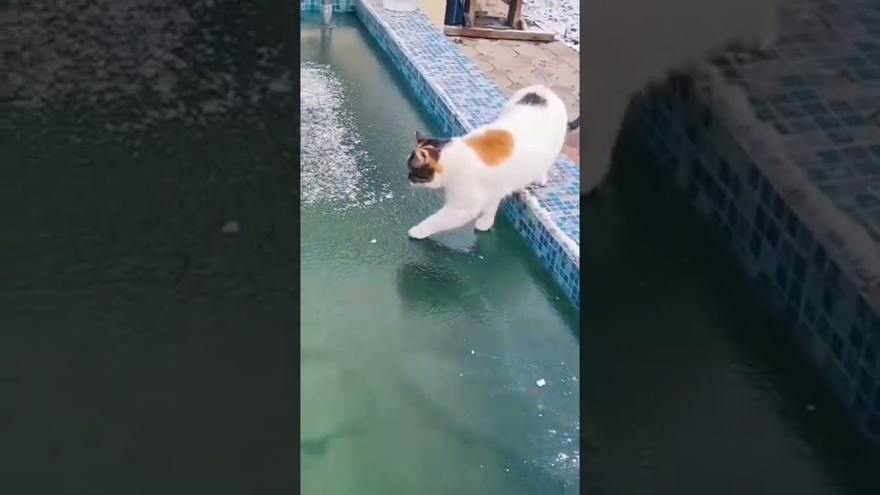 Cat walking on Frozen Pool! 😱 