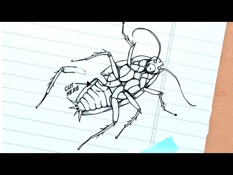 The cockroach beatbox - Greg Gage