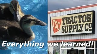 How to Raise Ducks From Tractor Supply