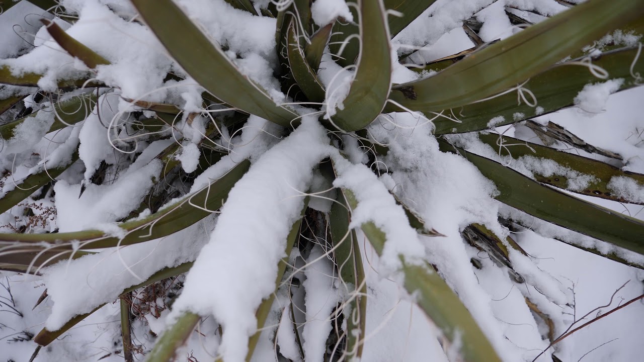 Drone Works 2 Yuccas in the Snow YouTube
