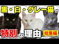 福を呼ぶ!黒猫・白猫・灰猫の魅力とミステリアスな真実|猫の色と性格総集編
