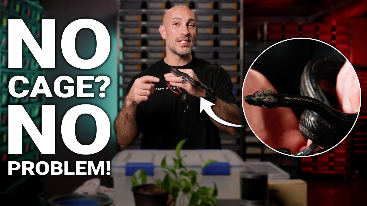 Импульсивно купили змею? Быстро, безопасно и недорого установить террариум.