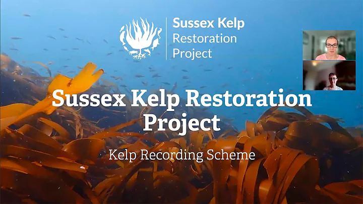 Sussex Kelp Restoration Project: Citizen Science Part Two