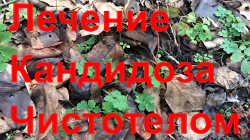 Чай из Чистотела против Кандиды | Польза Чистотела для Здоровья (15 ноября 2018)