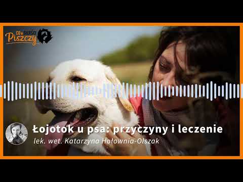 Łojotok u psa | Lek. wet. Katarzyna Hołownia-Olszak