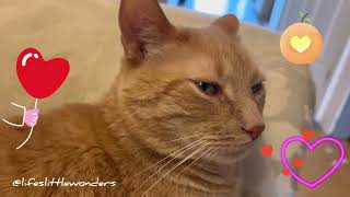 MY BEAUTIFUL CAT BABY BEANS #beans #orangecat #mycat #mykitty #myfurbaby #youtube #youtubevideos