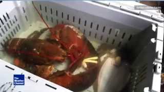 Giant Lobster Found at Jordan Lobster Farms (New York)