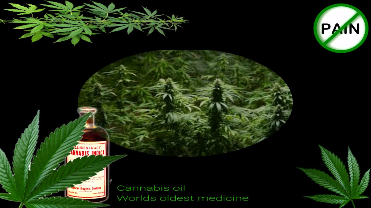 Cannabis Hennep Oil Oldest Medicine of the World