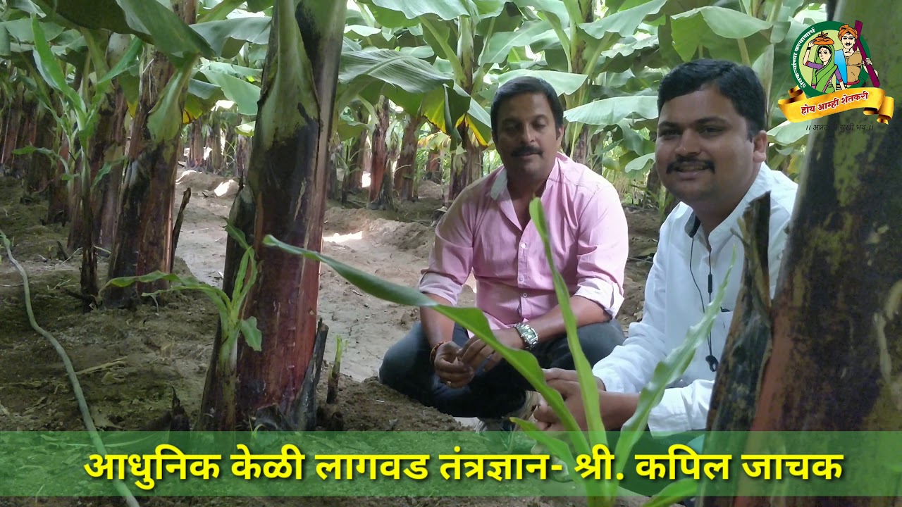 Improved banana cultivation by Kapil jachak.
आधुनिक केळी लागवड तंत्रज्ञान-कपिल जाचक.