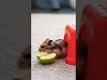 You won't believe the unexpected friendship between our hamster and dog! ❤️