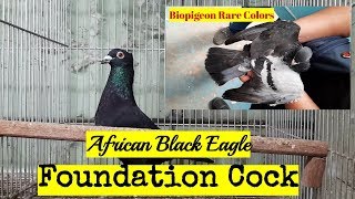 Foundation Cocks and Rare Color Racing Pigeons of Biopigeons.