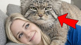 I Thought It Was A Stray Kitten... A Year Later, It Has Taken Over My Entire House