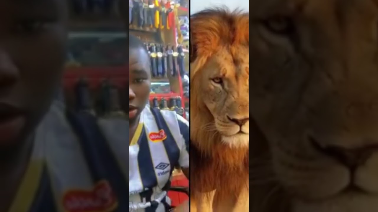 la loi du plus fort de la jungle