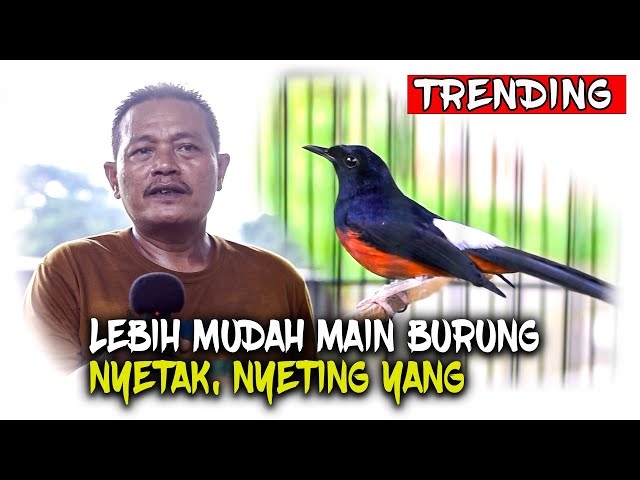 MURAI HUTAN ENTENG BONGKAR ISIAN SETINGAN NAFAS BIAR KUAT DURASI LOMBA class=