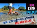 У нас гости! Американские Булли Best Neva Bullies. Еще один тест бассейна для собак.