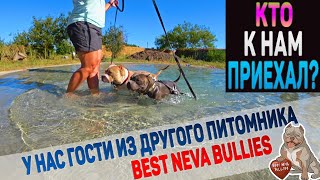 У нас гости! Американские Булли Best Neva Bullies. Еще один тест бассейна для собак.