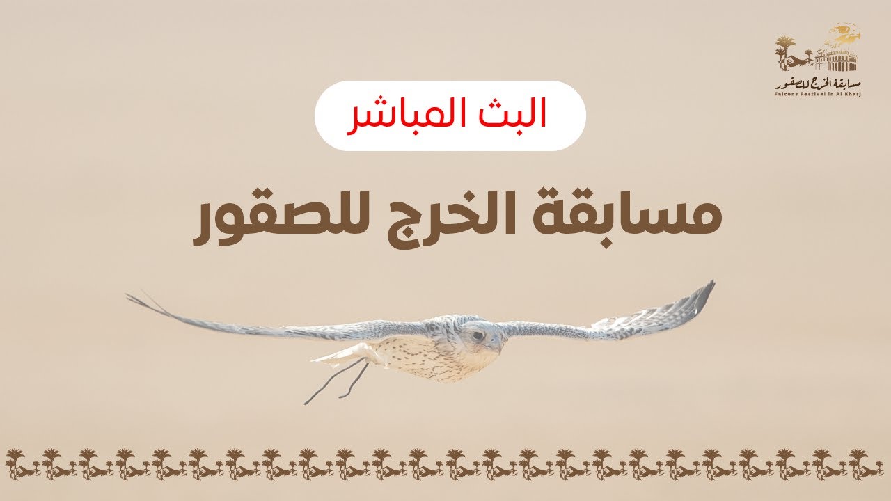 مسابقة الخرج للصقور اليوم الرابع 06/02/2024
