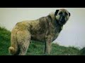 Kangal - Native Shepherd Dog Of Turkey 🇹🇷 (par 2)