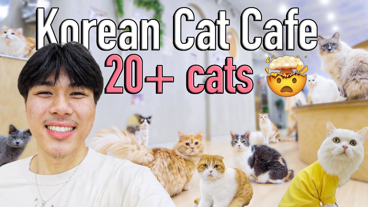 I Was Sad So I Went to a Korean Cat Cafe YouTube