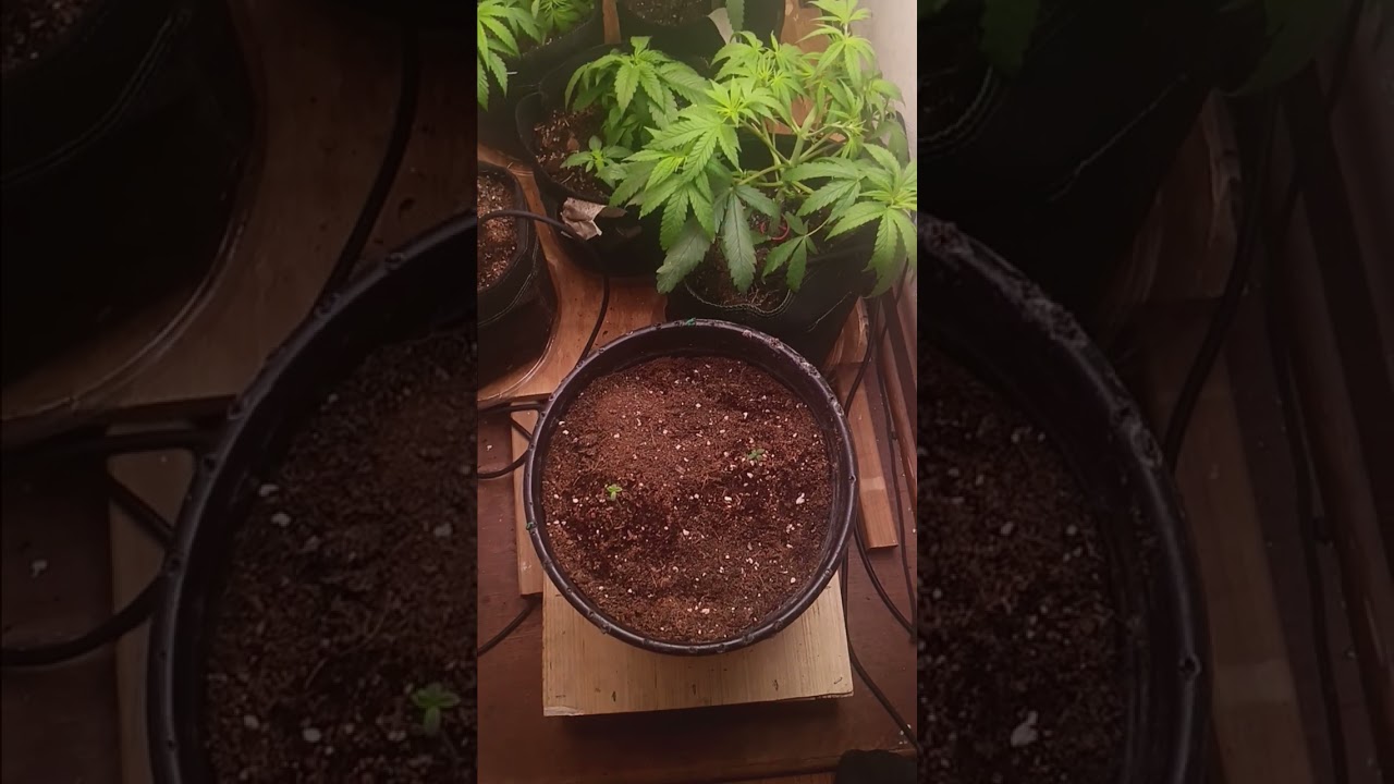 fruit rollup 2025 grow