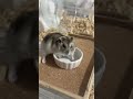 我が家のハムスターがなんかおかしい#shorts