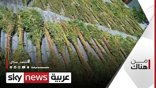 قوننة زراعة القنب الهندي في المغرب.. بين مؤيد ومعارض | #من_هناك