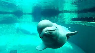 Inside the Secret Lives of Beluga Whales Blue Holes and Spinner Dolphins