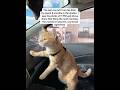 I adopted the cat no one wanted anymore.#cathome #adoptdontshop #catallergy#allergiestoc
