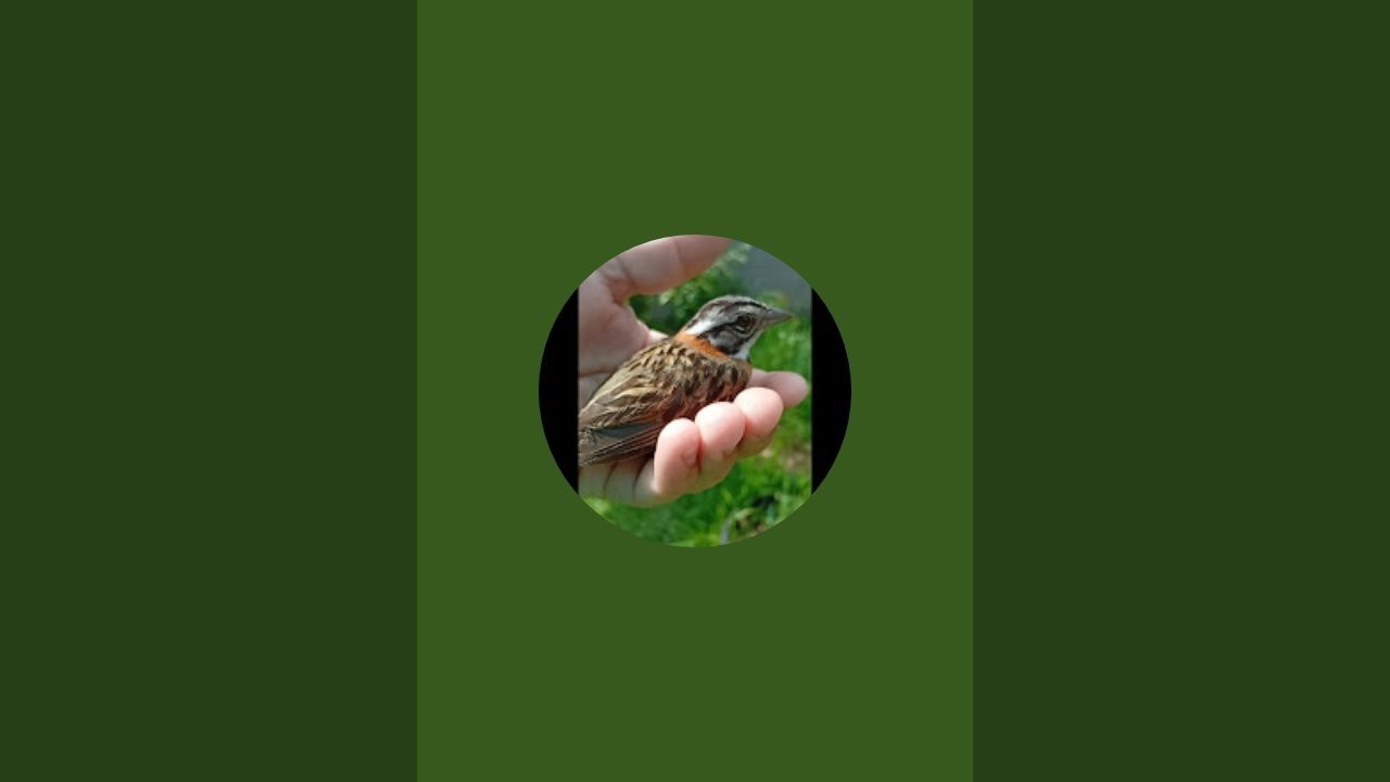 CidineiRocha  está ao vivo alimentando os passarinhos 🐦‍⬛