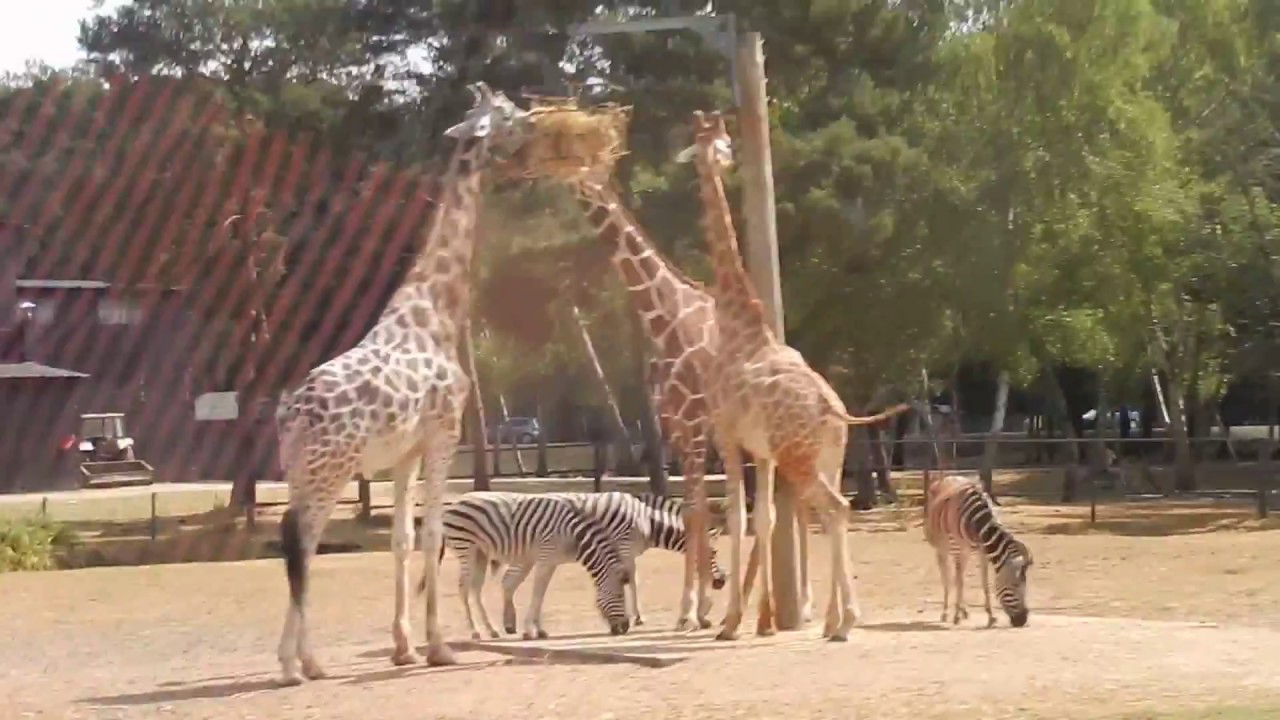 zoo safari voiture