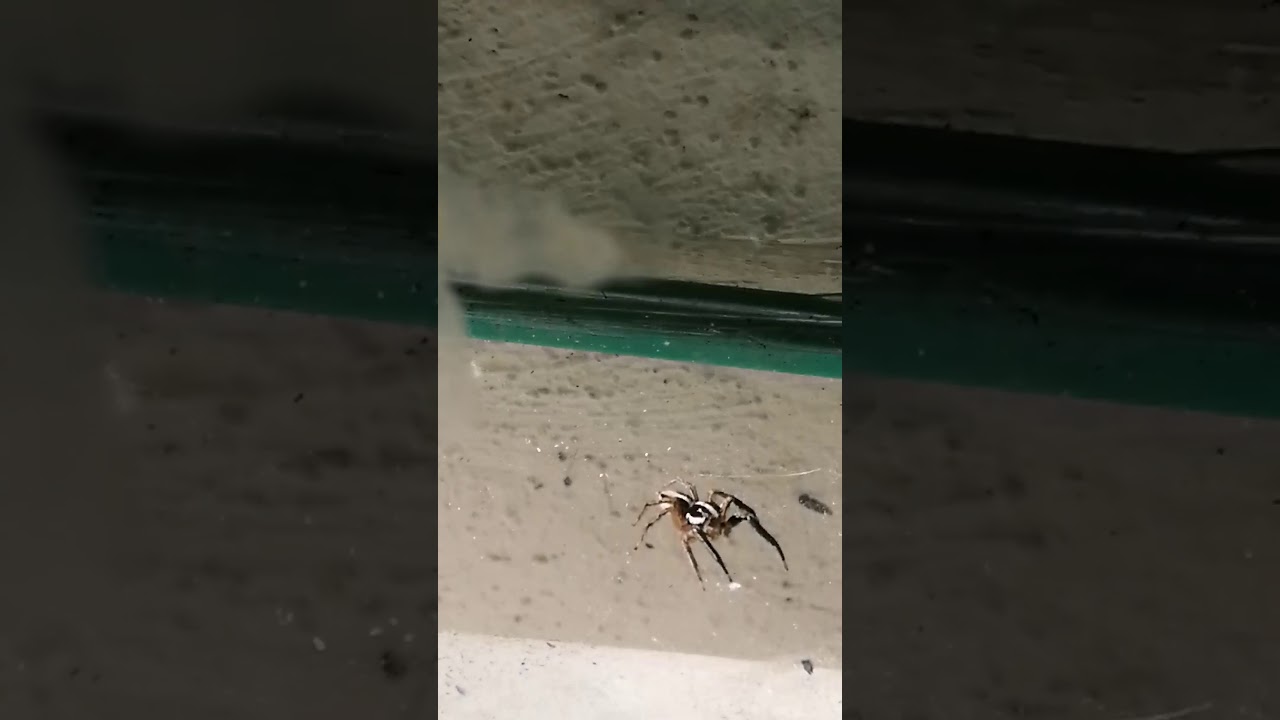 Araña Saltarina exótica especie poco común endémica Colima México - YouTube