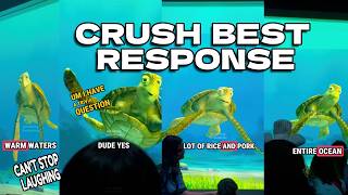 CRUSH BEST RESPONSE | Turtle talk with crush 😃