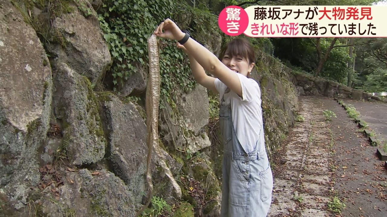 藤坂アナが２ｍのヘビの抜け殻発見！！【NCCスーパーJチャンネル長崎】