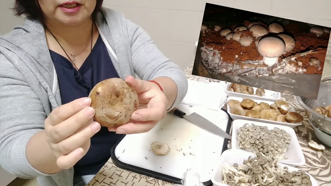 Cogumelos podem ser congelados ? Leia a descrição pois o vídeo está com áudio baixo