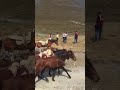 перегон лошадей в тушетии