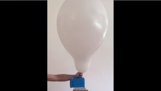 Inflating a white Qualatex 24 inch (Q24) latex balloon