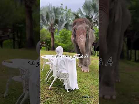 5 أسباب تجعلك تختار تايلند لشهر العسل الخاص بك