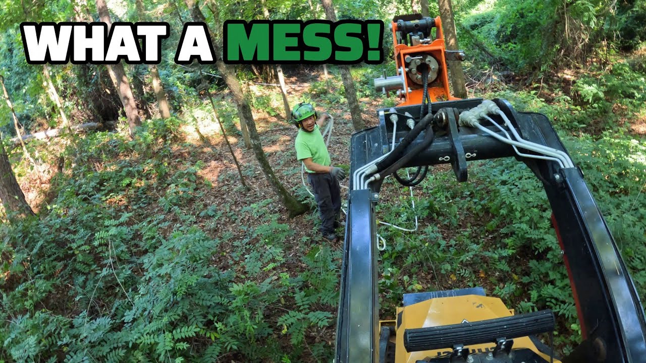 We Got Hired To Cut Down Some Big Hazardous Trees Because the Customer ...