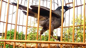 Khướu bạc má Hót Múa kích bổi căng lửa tốc độ hót ngay/Kích khướu bạc má nhà bạn cực sung nhanh hót