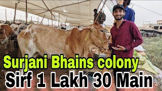 Surjani ki Bhains colony colony karachi Cattle Rate Update | 1-Jun-2024 | Cow Mandi | cow | cow prod