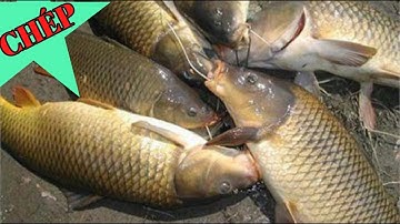 Câu cá chép lưỡi lục tại hồ nhiều cá nhất hàn quốc | fishing || #dhtchannel